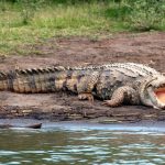 Zabito 125 krokodyli. Wiemy co było przyczyną…