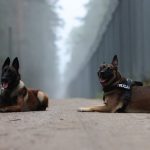 Ponad 200 migrantów próbowało sforsować polską granicę