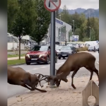 Niecodzienna akcja! Jelenie walczyły w… centrum miasta! [WIDEO]