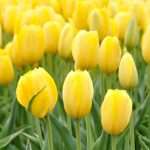 Polskie tulipany rozkwitną w Watykanie