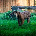 Zoo we Wrocławiu ma nowego prezesa. Dobrze go poznali w Łodzi