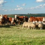 Czy Niemcy wydadzą wyrok na polskie rolnictwo? W tle umowa z krajami tzw. Mercosur