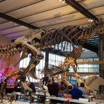 Sprzedano szkielet dinozaura za 4,7 mln euro!