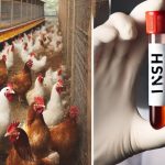 Pierwszy przypadek H5N1 w Kanadzie. Chłopak zarażony ptasią grypą