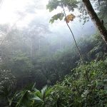 Huraganowe wiatry niszczą stare drzewostany Amazonii