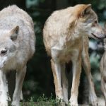 Mieszkańcy zaniepokojeni aktywnością wilków